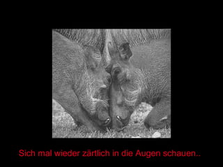 Sich mal wieder zärtlich in die Augen schauen.. 