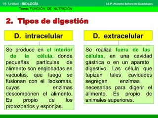 VI- Unidad : BIOLOGÍA
Tema: FUNCIÓN DE NUTRICIÓN
I.E.P «Nuestra Señora de Guadalupe»
D. intracelular
Se produce en el interior
de la célula, donde
pequeñas partículas de
alimento son englobadas en
vacuolas, que luego se
fusionan con el lisosomas,
cuyas enzimas
descomponen el alimento.
Es propio de los
protozoarios y esponjas.
D. extracelular
Se realiza fuera de las
células, en una cavidad
gástrica o en un aparato
digestivo. Las célula que
tapizan tales cavidades
segregan enzimas
necesarias para digerir el
alimento. Es propio de
animales superiores.
 