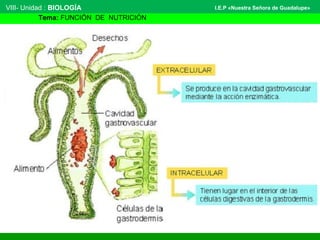 VIII- Unidad : BIOLOGÍA
Tema: FUNCIÓN DE NUTRICIÓN
I.E.P «Nuestra Señora de Guadalupe»
 