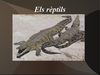 Els rèptils De Koppany i Arian 