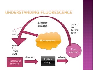 Fluorescent
chemical
absorbs
Radiant
energy
release
Free
electron
Jump
to
higher
level
Becomes
unstable
Returns
To
Lower
level
Emit
energy
fluorescence
 