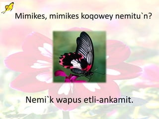 Mimikes, mimikes koqowey nemitu`n?
Nemi`k wapus etli-ankamit.
 
