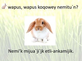 wapus, wapus koqowey nemitu`n?
Nemi’k mijua`ji`jk etli-ankamijik.
 
