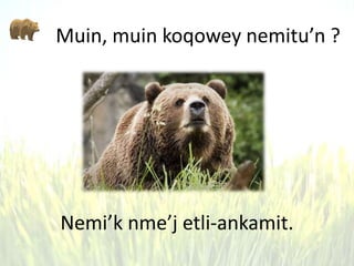 Muin, muin koqowey nemitu’n ?
Nemi’k nme’j etli-ankamit.
 