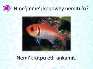 Nme’j nme’j koqowey nemitu’n?
Nemi’k kitpu etli-ankamit.
 