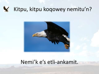 Kitpu, kitpu koqowey nemitu’n?
Nemi’k e’s etli-ankamit.
 