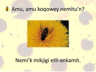 Amu, amu koqowey nemitu’n?
Nemi’k mikjigi etli-ankamit.
 