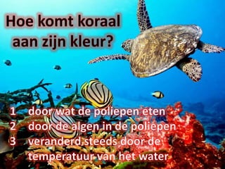 koraal-pptx