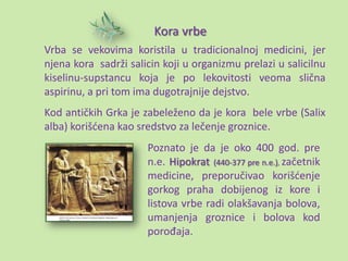 Kora vrbe
Vrba se vekovima koristila u tradicionalnoj medicini, jer
njena kora sadrži salicin koji u organizmu prelazi u salicilnu
kiselinu-supstancu koja je po lekovitosti veoma slična
aspirinu, a pri tom ima dugotrajnije dejstvo.
Kod antičkih Grka je zabeleženo da je kora bele vrbe (Salix
alba) korišdena kao sredstvo za lečenje groznice.
                      Poznato je da je oko 400 god. pre
                      n.e. Hipokrat (440-377 pre n.e.), začetnik
                      medicine, preporučivao korišdenje
                      gorkog praha dobijenog iz kore i
                      listova vrbe radi olakšavanja bolova,
                      umanjenja groznice i bolova kod
                      porođaja.
 