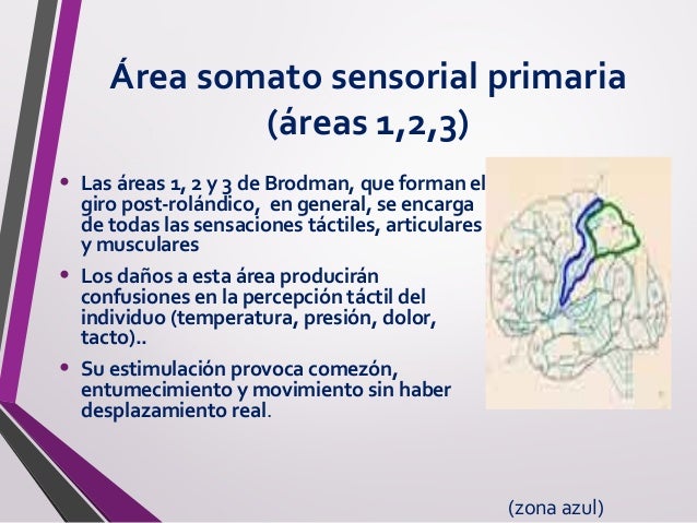 Korbinian Brodman 52 areas del cerebro
