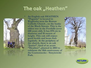 • An English oak HEATHEN
"Poganin" is located in
Węglówka near the Roman
Catholic Church , on the banks
of the Black Stream. This is the
oldest tree in the Foothills (over
600 years old). It has 870 cm in
diameter and 18 meters of
height. This oak still enjoys
good health and bears fruit
regularly. At the periphery of
the church, there is an oak
“Junior”, bred of an acorn
"Heathen", planted in 2003 to
celebrate the 10th anniversary of
the Czarnorzecko - Strzyżowski
Park.
RETURN
 