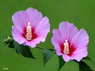 Presentation on Korea