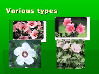 Various typesVarious types
 