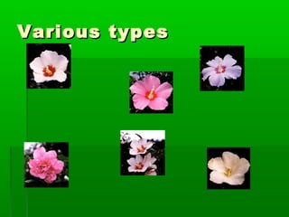 Various typesVarious types
 