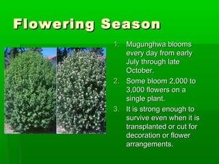 Flowering SeasonFlowering Season
1.1. MugunghwaMugunghwa bloomsblooms
every day from earlyevery day from early
July through lateJuly through late
October.October.
2.2. SomeSome bloombloom 2,000 to2,000 to
3,0003,000 flowersflowers on aon a
single plantsingle plant..
3.3. It isIt is strong enough tostrong enough to
survive even when it issurvive even when it is
transplanted or cut fortransplanted or cut for
decoration or flowerdecoration or flower
arrangements.arrangements.
 