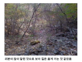 리본이 많이 달린 것으로 보아 길은 옳게 가는 것 같았음