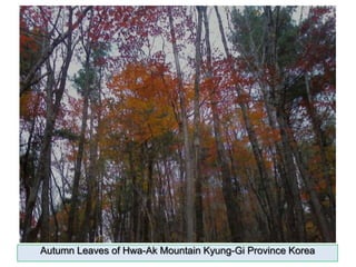 Autumn Leaves of Hwa-Ak Mountain Kyung-GiProvince Korea