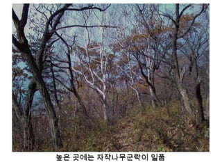 높은 곳에는 자작나무군락이 일품