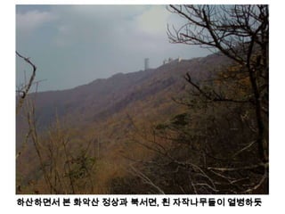 하산하면서 본 화악산 정상과 북서면, 흰 자작나무들이 열병하듯