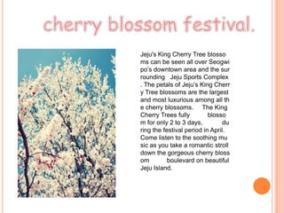 Jeju's King Cherry Tree blosso
ms can be seen all over Seogwi
po’s downtown area and the sur
rounding Jeju Sports Complex
. The petals of Jeju’s King Cherr
y Tree blossoms are the largest
and most luxurious among all th
e cherry blossoms. The King
Cherry Trees fully blosso
m for only 2 to 3 days, du
ring the festival period in April.
Come listen to the soothing mu
sic as you take a romantic stroll
down the gorgeous cherry bloss
om boulevard on beautiful
Jeju Island.
 