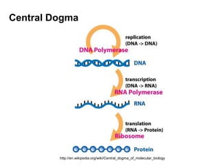 Central Dogma,[object Object],http://en.wikipedia.org/wiki/Central_dogma_of_molecular_biology,[object Object]