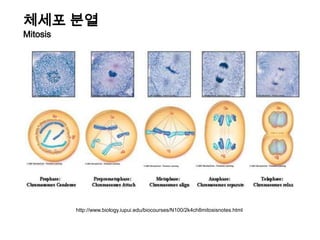 체세포 분열Mitosishttp://www.biology.iupui.edu/biocourses/N100/2k4ch8mitosisnotes.html