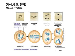 생식세포 분열Meiosis- 1st stage