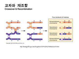 교차와  재조합Crossover & Recombinationhttp://biology200.gsu.edu/houghton/2107%20%2709/lecture15.html