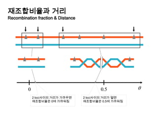 재조합비율과거리Recombination fraction & Distance2 loci사이의거리가가까우면재조합비율은 0에가까워짐2 loci사이의거리가멀면재조합비율은 0.5에가까워짐