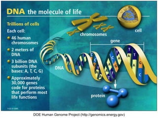 4DOE Human Genome Project (http://genomics.energy.gov)