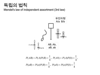 STRP와 VNTR….ATTCCGATATATAT….….ATTCCGATATATATATATAT….STRPSTRP 	: 2~5 염기의 반복VNTR	: 6~ 염기의 반복