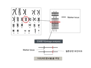 유전자형A/aP(A)=P(a)=1/2A or a분리의 법칙Mendel‘s law of segregation (2nd law)