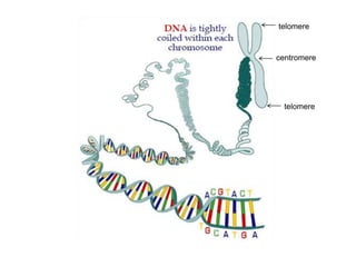telomerecentromeretelomere