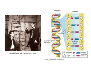 James Watson and Francis Crick (1953)