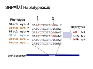 AATT+TA발병비발병연관성의 강도(코호트 연구)＋＋AATT+TA유전자형TT+TA군의 침투율유전자형AA군의 침투율상대위험률(relative risk)