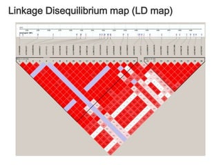 HWE법칙이 성립하지 않는 이유Random Mating 가정의 불성립근친혼선택결혼 (assortative mating)집단의 구조화데이터의 이상(Typing miss)