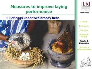 Phenotypic and genetic characterization of local chicken ecotypes in Ethiopia 