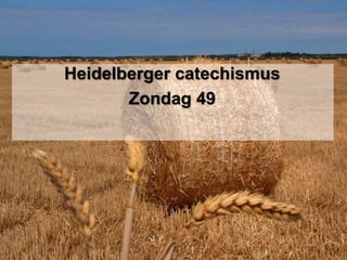 Heidelberger catechismusZondag 49 