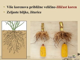 Više korenova približne veličine-žiličast koren
Zeljaste biljke, žitarice
 