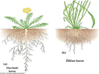 Osovinski
koren
Žiličast koren
 