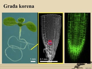 Građa korena
 