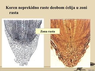 Koren neprekidno raste deobom ćelija u zoni
rasta
Zona rasta
 