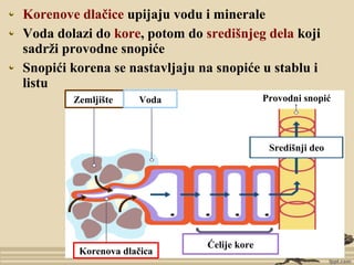 Korenove dlačice upijaju vodu i minerale
Voda dolazi do kore, potom do središnjeg dela koji
sadrži provodne snopiće
Snopići korena se nastavljaju na snopiće u stablu i
listu
Zemljište Voda
Korenova dlačica
Ćelije kore
Središnji deo
Provodni snopić
 