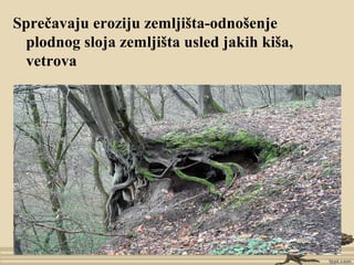 Sprečavaju eroziju zemljišta-odnošenje
plodnog sloja zemljišta usled jakih kiša,
vetrova
 