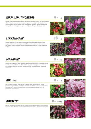 ’Kirjailija’ Писатель
Дерево очень декоративного вида, с необычно широкой кроной. Из декоративных
яблонь Хельсинки имеет самые крупные цветки – диаметром 6,5-7 см. Цветки
темнорозового цвета. Листья слегка красноватые. Яблоки – мелкие, диаметром
порядка 1,5 см, темнокрасные, удлиненной формы. Плодов образуется мало.
I–III
’Linnanmäki’
Дерево низкорослое, но не кустообразное. Очень красивые темнокрасные
полумахровые цветы диаметром около 3 см, на очень длинных цветоножках.
Листья красновато-зеленые. Мелкие, темные, винно-красные яблоки размером
1-1,5 см.
I–III
’Makamik’
Яблоня растет вначале лишь вверх, но затем крона разрастается и вширь. Листья
имеют красноватый оттенок. Очень обильно цветет темнокрасными цветами,
которые впоследствии светлеют. Яблоки круглые, красные, мелкие, размером
около 3 см.
I–V
’Rixi’ FinE
Цветет очень обильно: из-за цветов практически не видно листьев. Цветы
розовые, полумахровые, диаметром около 3,5 см. Молодые листья имеют слегка
красноватый оттенок. Яблоки мелкие, плоские, сливового цвета, почти не
различимы среди листвы.
I–III
’Royalty’
Цветы – карминно-красные. Листва – очень декоративная, темного, коричневато-
красного цвета. Яблоки – на длинной плодоножке, круглые, темнокрасного цвета.
I–III (IV)
 