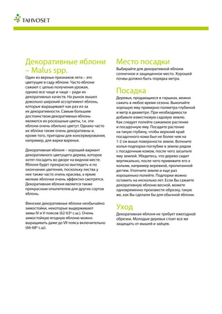Декоративные яблони
– Malus spp.
Один из верных признаков лета – это
цветущие в саду яблони. Часто яблони
сажают с целью получения урожая,
однако все чаще и чаще – ради их
декоративных качеств. На рынок вышел
довольно широкий ассортимент яблонь,
которые выращивают как раз из-за
их декоративности. Самым большим
достоинством декоративных яблонь
являются их роскошные цветы, т.к. эти
яблони очень обильно цветут. Однако часто
их яблоки также очень декоративны и,
кроме того, пригодны для консервирования,
например, для варки варенья.
Декоративная яблоня – хороший вариант
декоративного цветущего дерева, которое
хотят посадить во дворе на видном месте.
Яблоня будет прекрасно выглядеть и по
окончании цветения, поскольку листва у
нее также часто очень красива, а яркие
мелкие яблочки очень эффектно смотрятся.
Декоративная яблоня является также
прекрасным опылителем для других сортов
яблонь.
Финские декоративные яблони необычайно
зимостойки, некоторые выдерживают
зимы IV и V поясов (62-63º с.ш.). Очень
зимостойкую ягодную яблоню можно
выращивать даже до VII пояса включительно
(66-68º с.ш).
Место посадки
Выбирайте для декоративной яблони
солнечное и защищенное место. Хорошей
почвы должно быть порядка метра.
Посадка
Деревья, продающиеся в горшках, можно
сажать в любое время сезона. Выкопайте
хорошую яму примерно полметра глубиной
и метр в диаметре. При необходимости
добавьте известковую садовую землю.
Как следует полейте сажаемое растение
и посадочную яму. Посадите растение
на такую глубину, чтобы верхний край
посадочного кома был не более чем на
1-2 см выше поверхности земли. Воткните
колья-подпорки поглубже в землю рядом
с посадочным комом, после чего засыпьте
яму землей. Убедитесь, что дерево сидит
вертикально, после чего привяжите его к
кольям, например веревкой, пропитанной
дегтем. Утопчите землю и еще раз
хорошенько полейте. Подпорки можно
оставить на несколько лет. Если Вы сажаете
декоративную яблоню весной, можете
одновременно произвести обрезку, такую
же, как Вы сделали бы для обычной яблони.
Уход
Декоративная яблоня не требует ежегодной
обрезки. Молодые деревья стоит все же
защищать от мышей и зайцев.
 