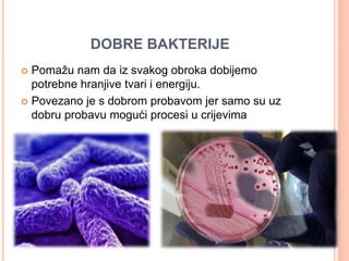 DOBRE BAKTERIJE 
 Pomažu nam da iz svakog obroka dobijemo 
potrebne hranjive tvari i energiju. 
 Povezano je s dobrom probavom jer samo su uz 
dobru probavu mogući procesi u crijevima 
 