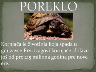 Kornjace anja | PPTX