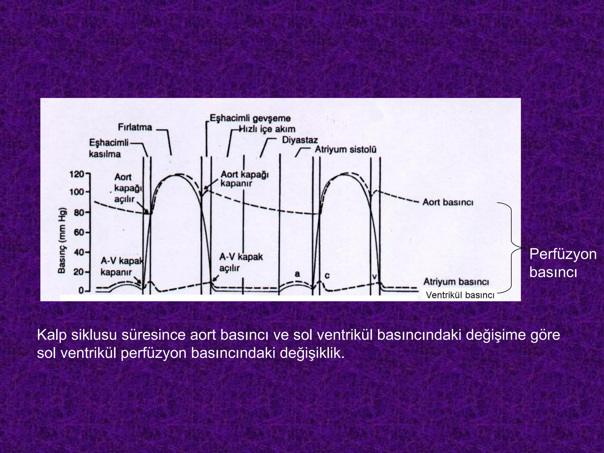 Perfüzyon
                                                                          basıncı



Kalp siklusu süresince aort basıncı ve sol ventrikül basıncındaki değişime göre
sol ventrikül perfüzyon basıncındaki değişiklik.
 
