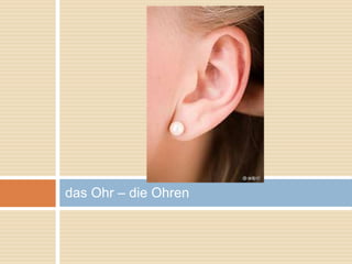 das Ohr – die Ohren 
 